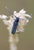 Phytoeciini inconnu